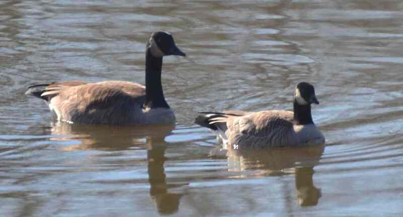 Canada goose and Cackling goose