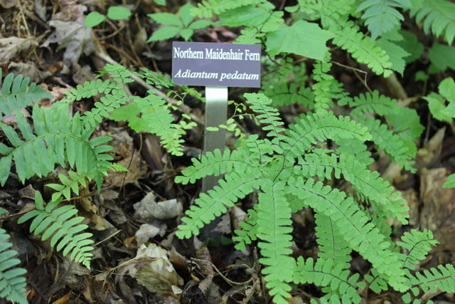 Northern Maidenhair Ferns