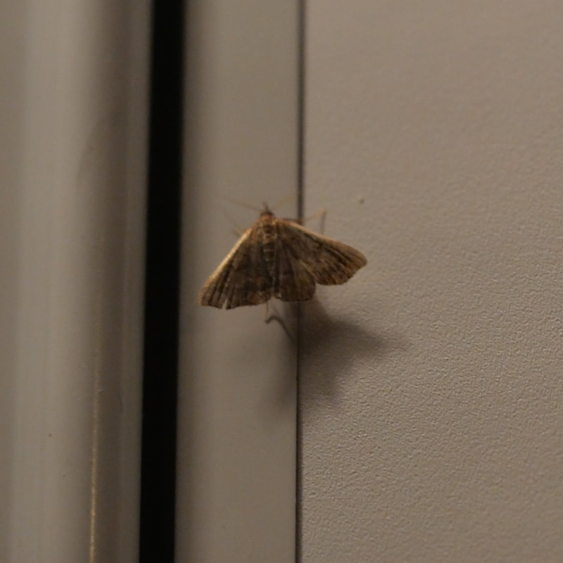 Brown moth