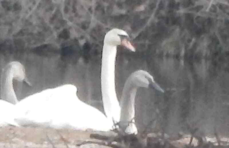 Trumpeter Swan with Mute Swan
