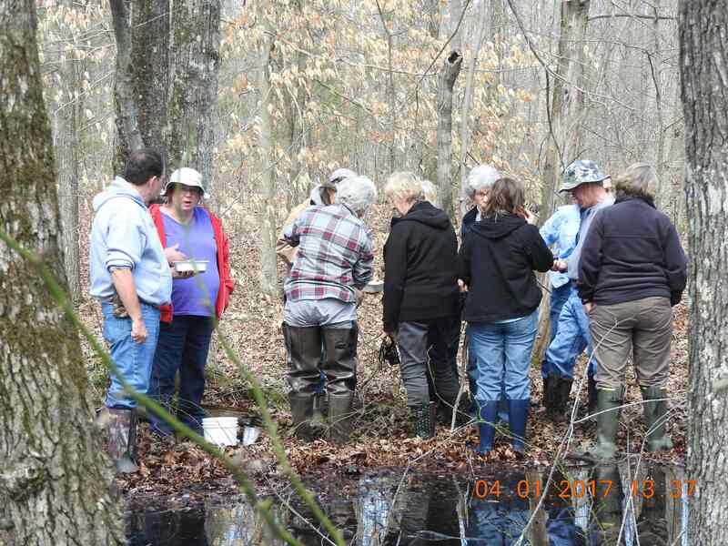 Group of people stand in a vernal pool among bare trees